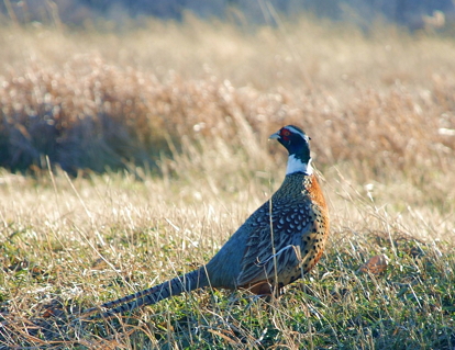 Hunting Supplies in State Center, Iowa